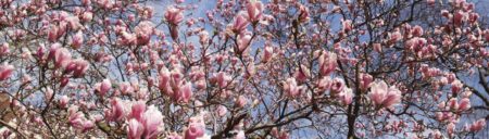 Magnolienblüten-Baum