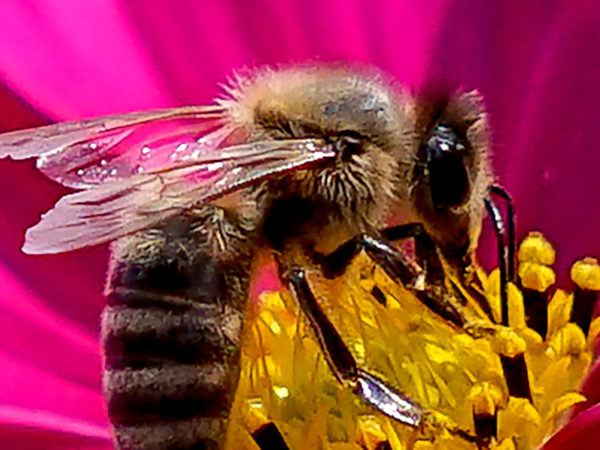 Biene Blüte Pollen